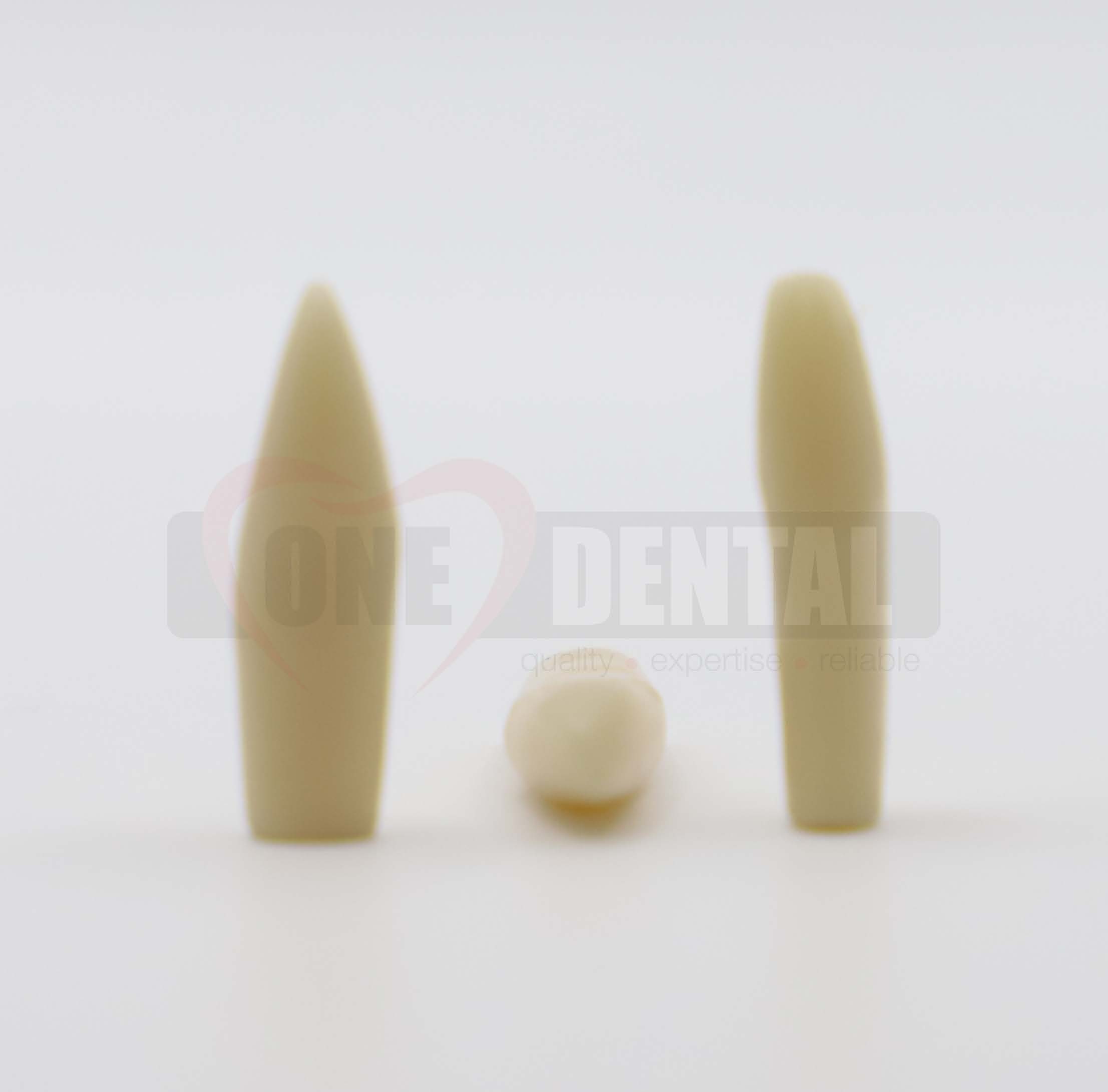 Prep Tooth 21 Peg Lateral for 2008 Adult Model