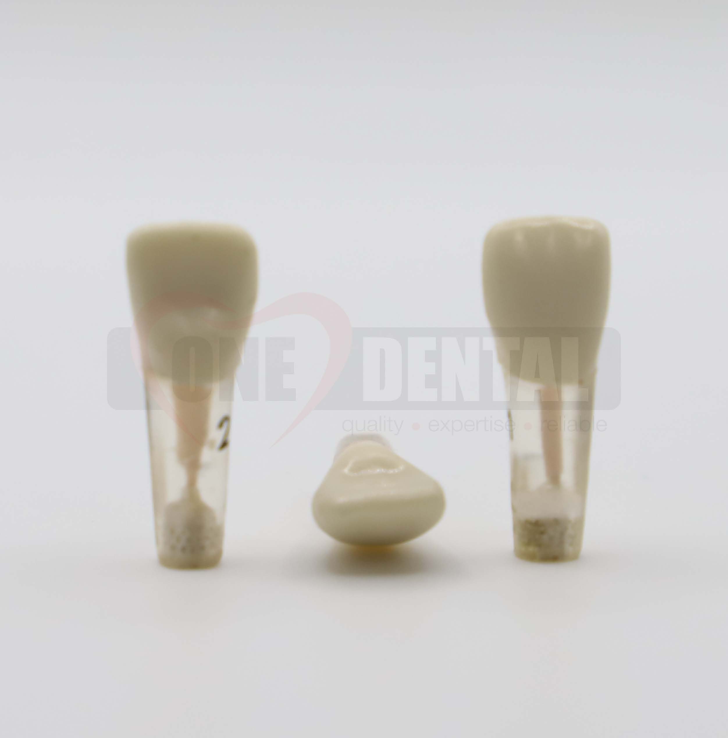 Tooth 21 Endo Gutta Percha PN for 2010 Adult Model