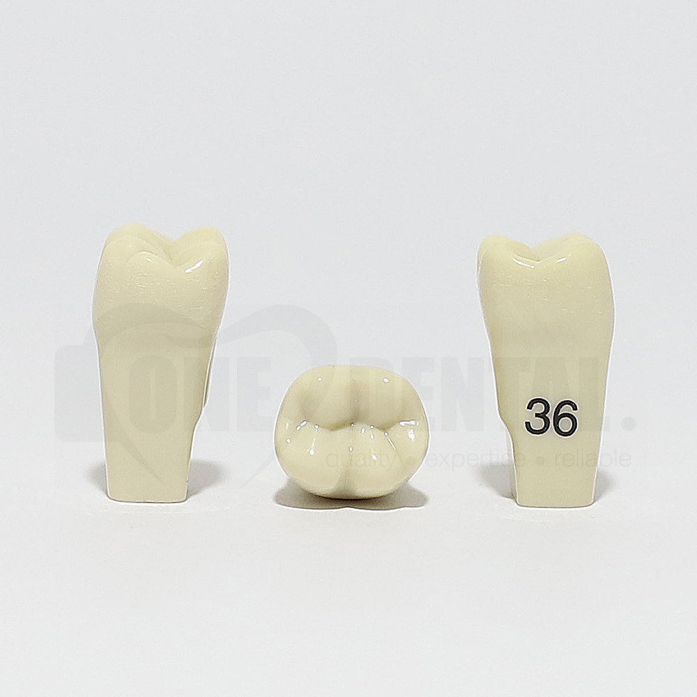 Tooth 36 for 2010 Adult Model
