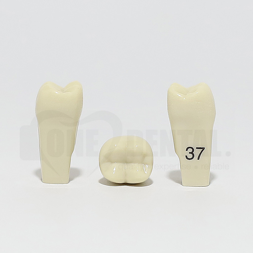 Tooth 37 for 2010 Adult Model
