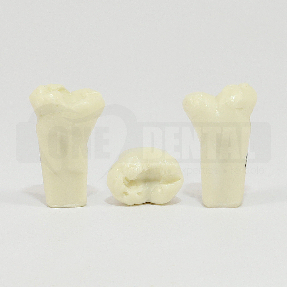 Prep Tooth 37 Tilted PN for 2010 Adult Model