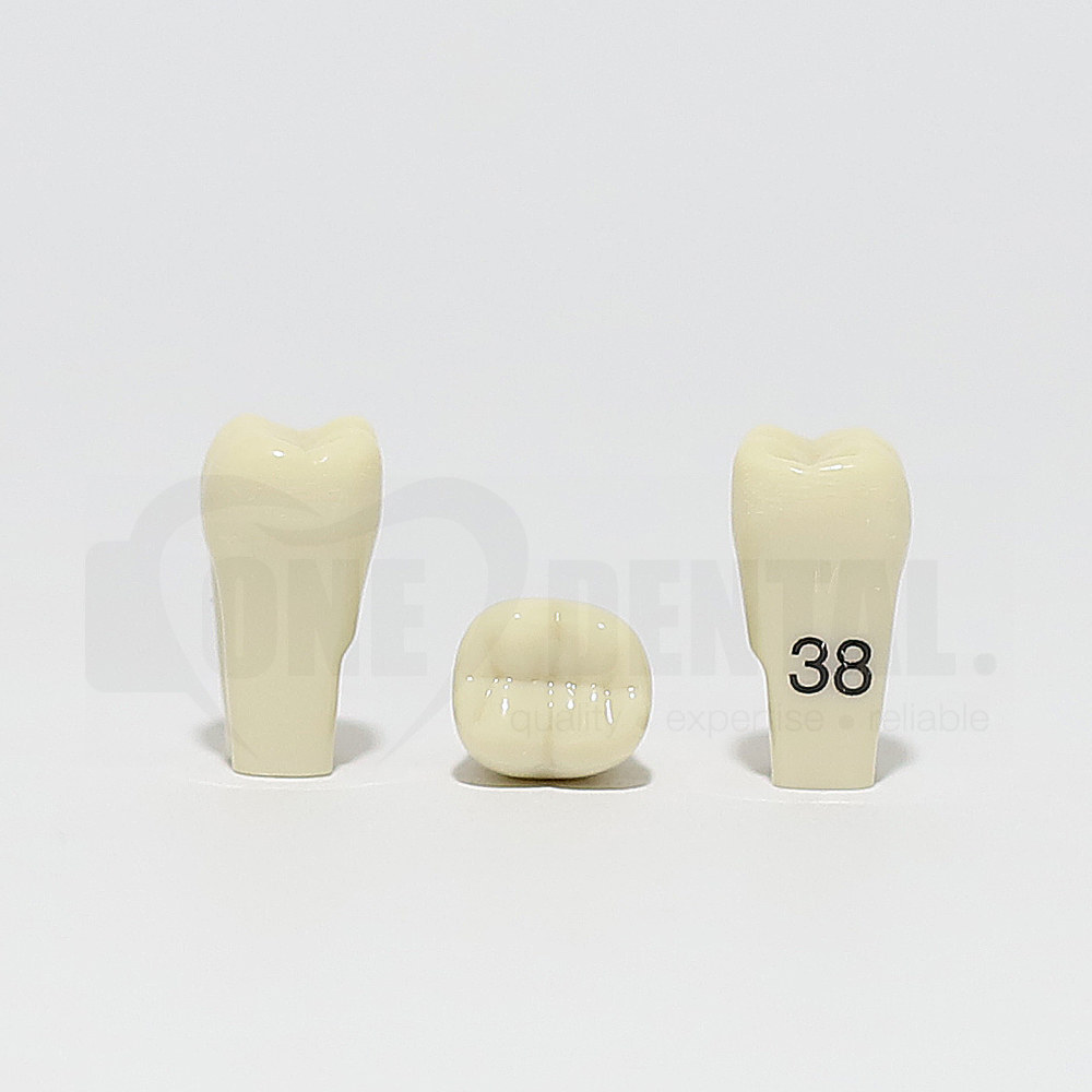 Tooth 38 for 2010 Adult Model