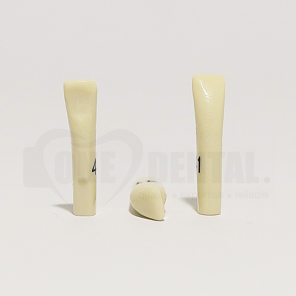 Tooth 41 for 2010 Adult Model