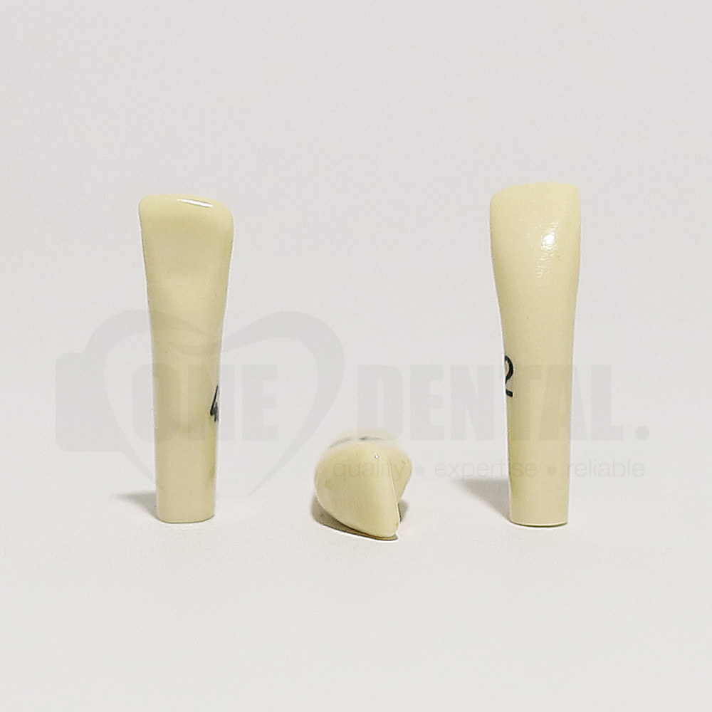 Tooth 42 for 2010 Adult Model