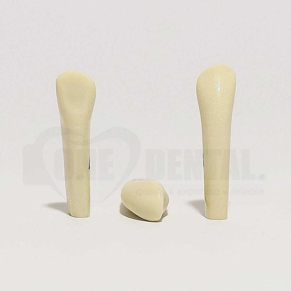 Tooth 43 for 2010 Adult Model