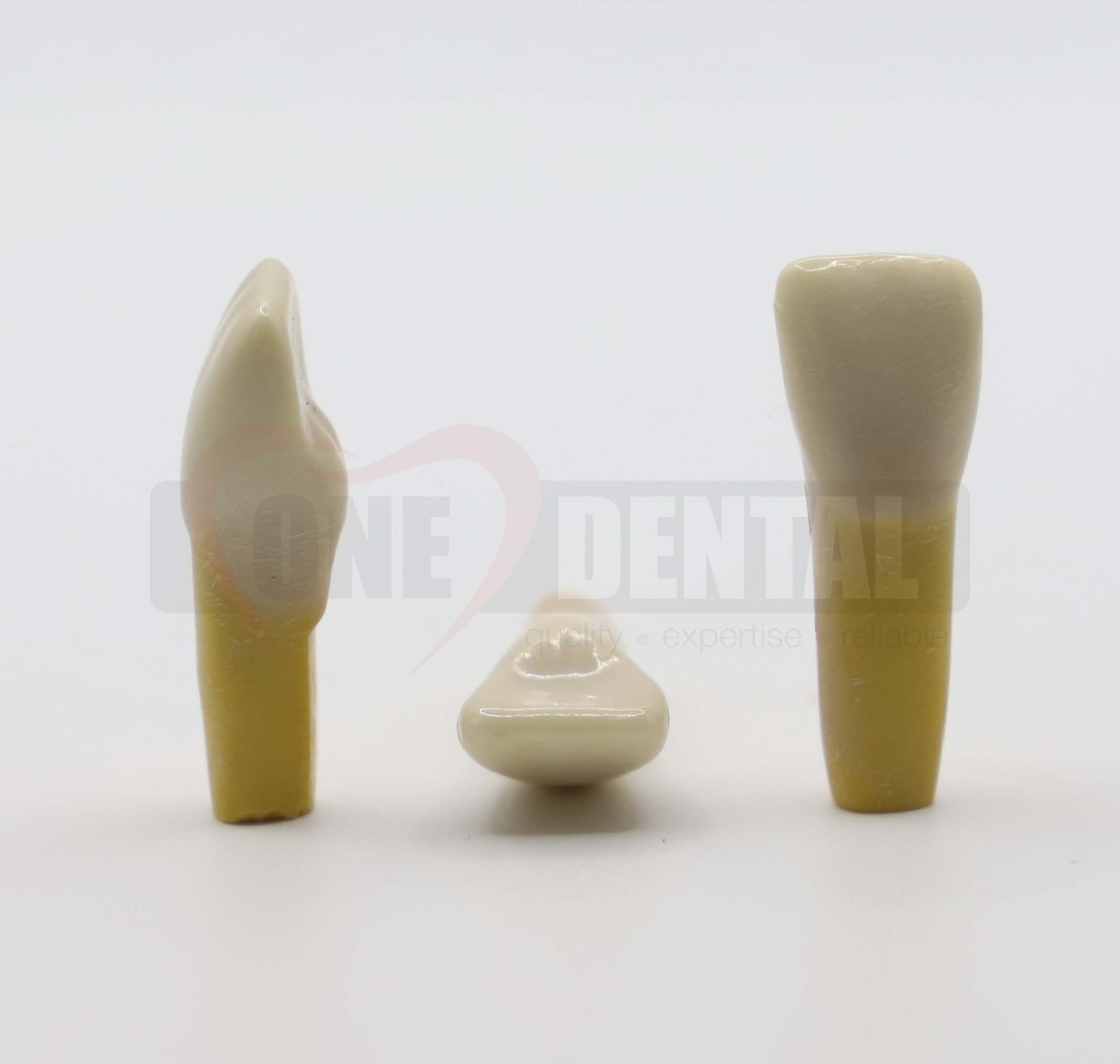 Tooth 11 Dentine Enamel for 2010 Adult Model *Imperfections*