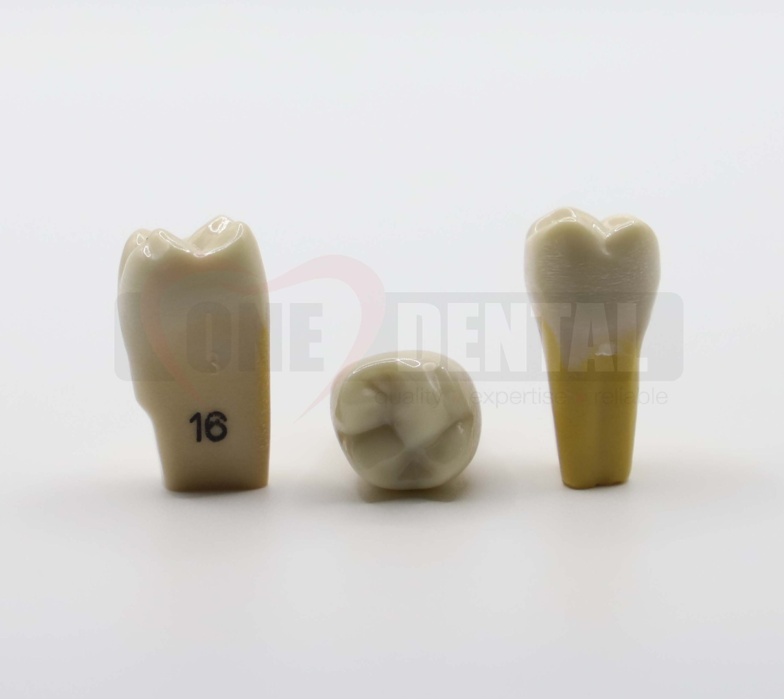 Tooth 16 Dentine Enamel for 2010 Adult Model *Imperfections*