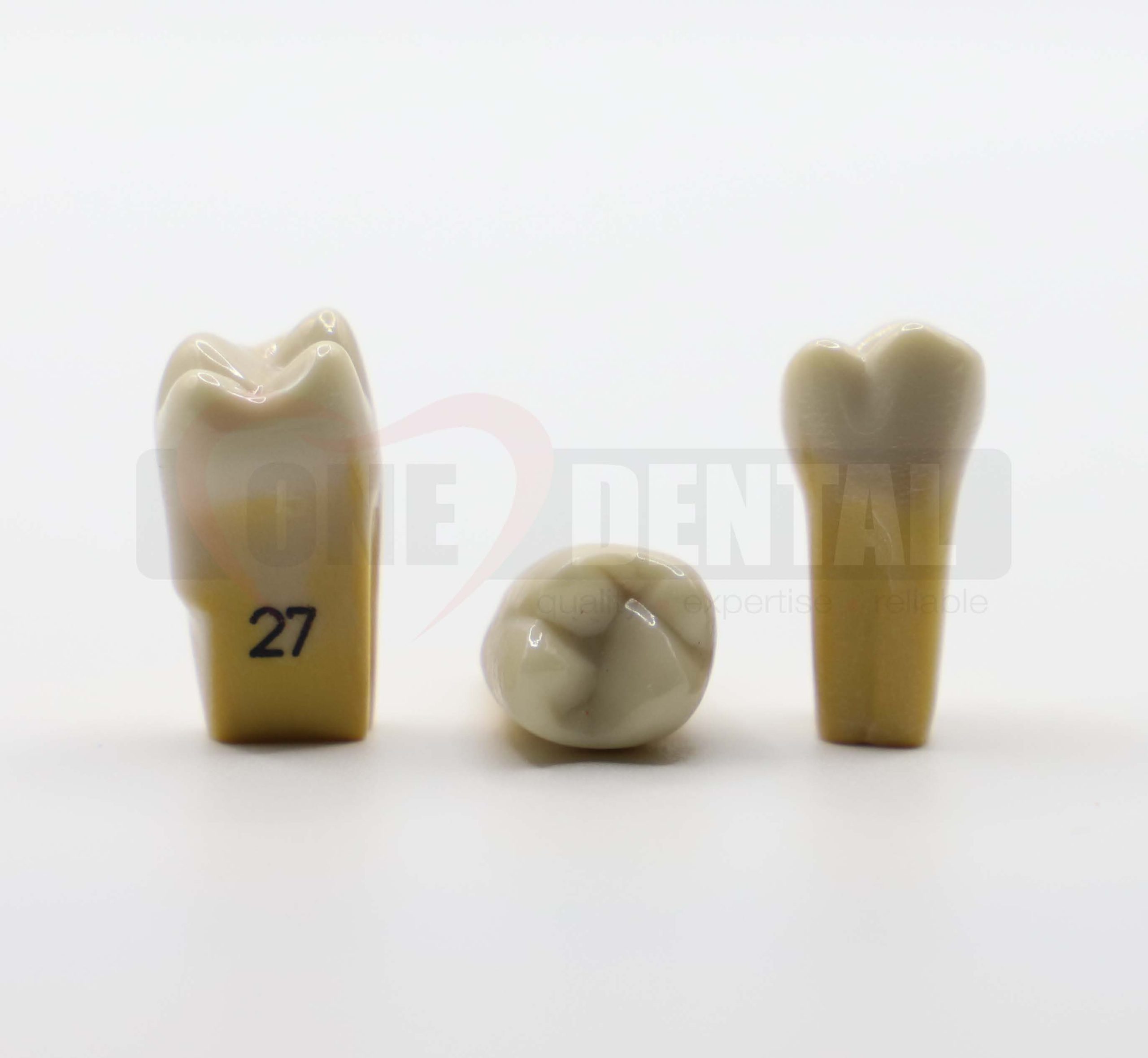 Tooth 27 Dentine Enamel for 2010 Adult Model *Imperfections*