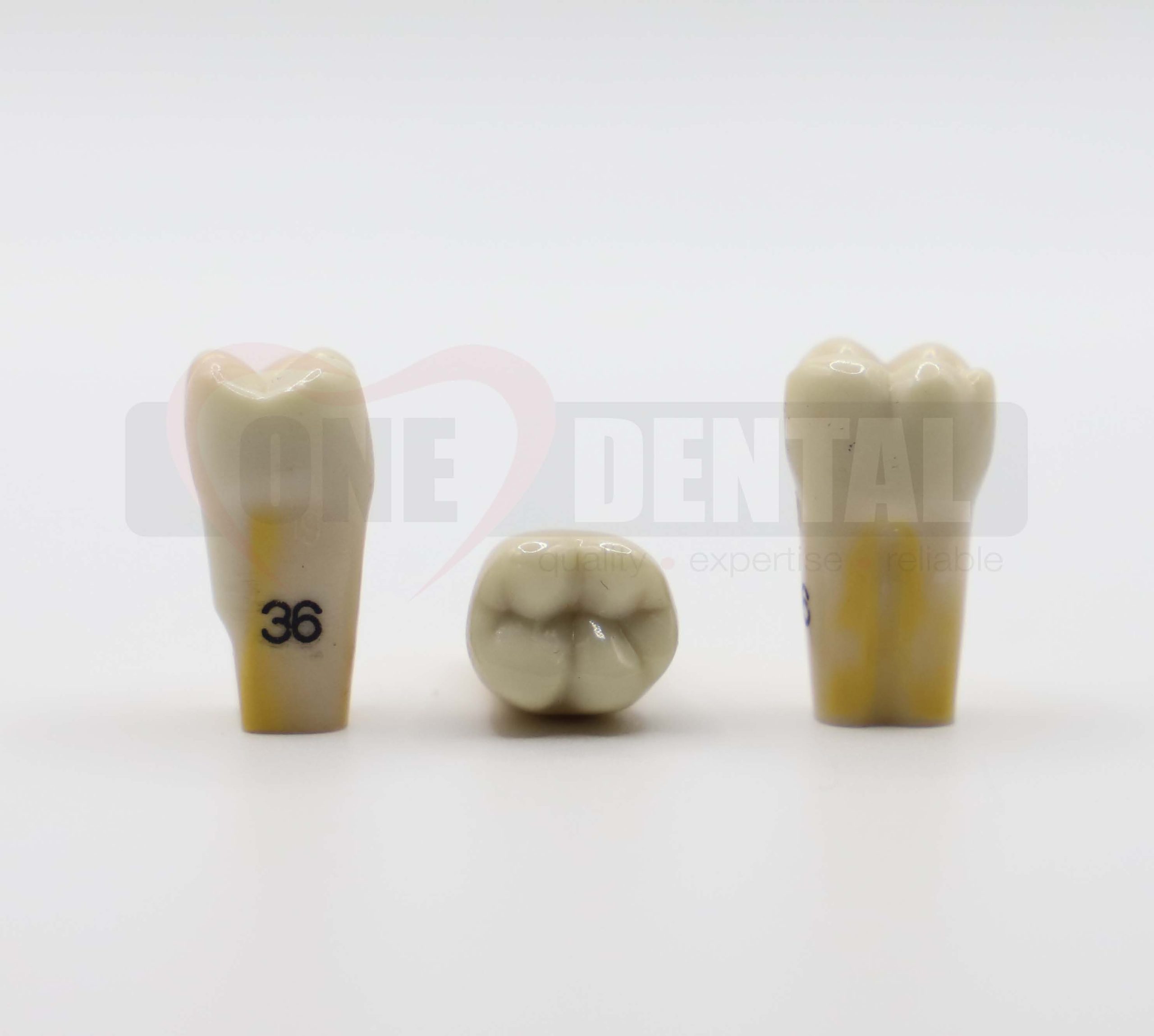 Tooth 36 Dentine Enamel for 2010 Adult Model *Imperfections*