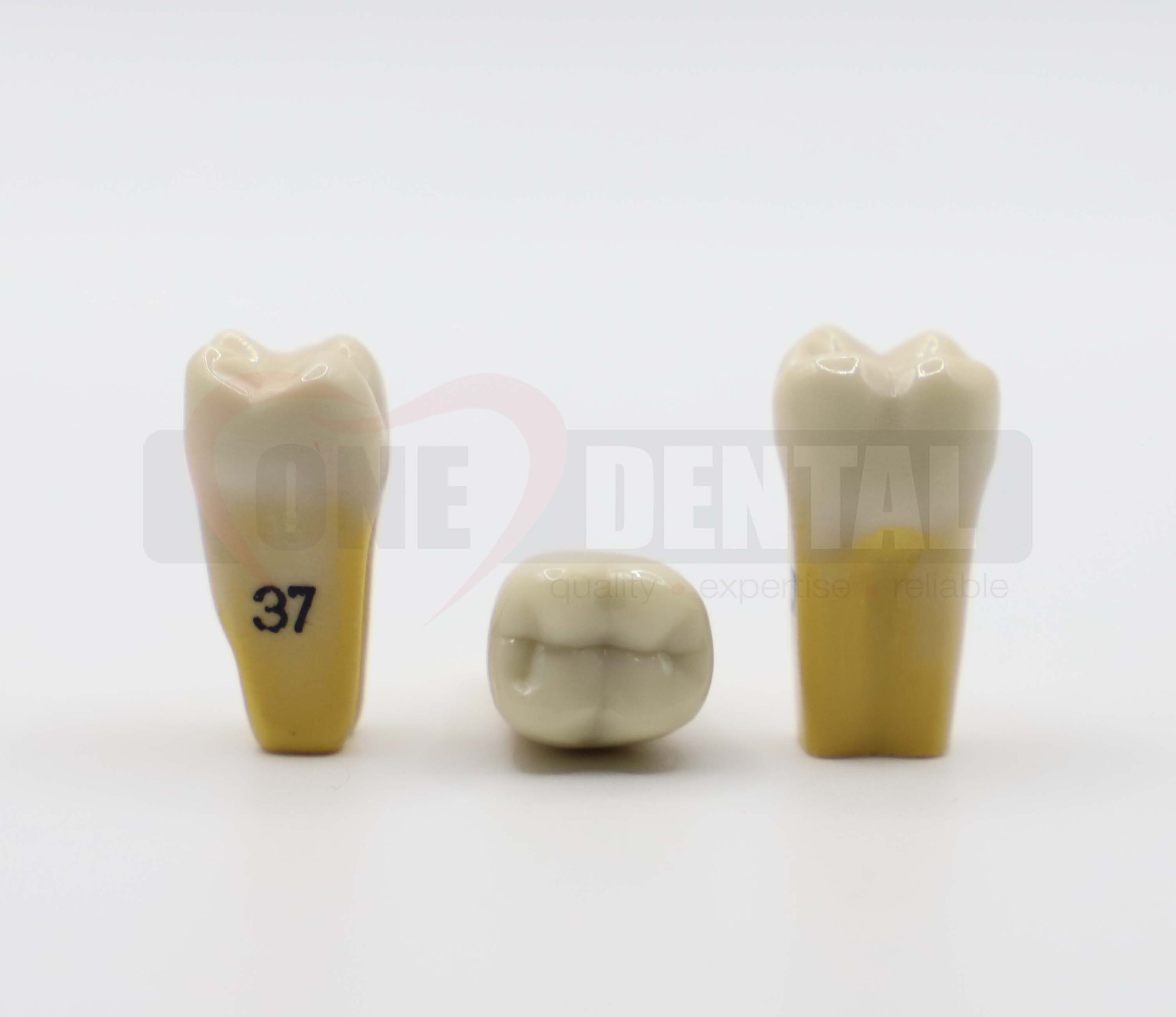 Tooth 37 Dentine Enamel for 2010 Adult Model *Imperfections*