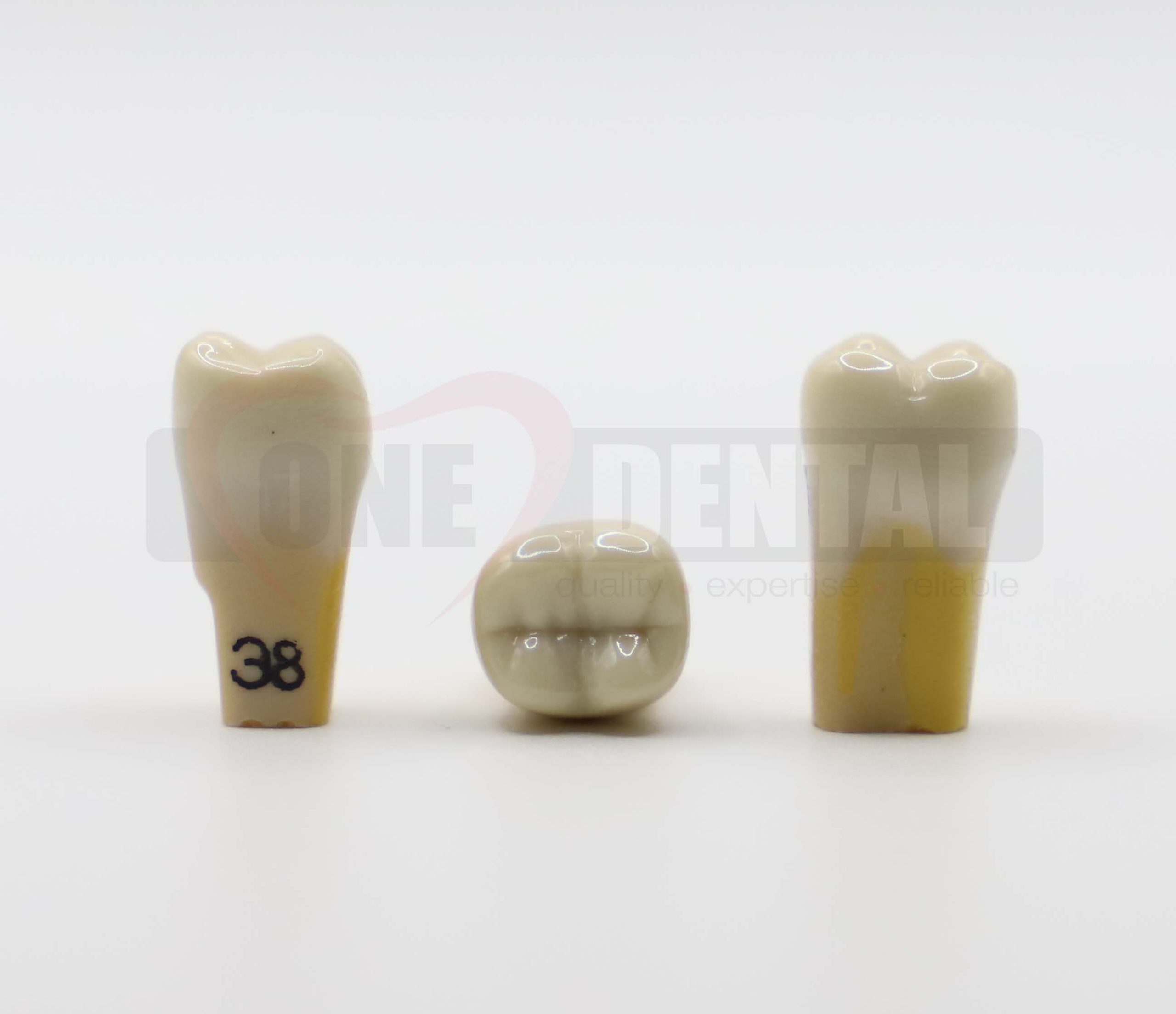 Tooth 38 Dentine Enamel for 2010 Adult Model *Imperfections*