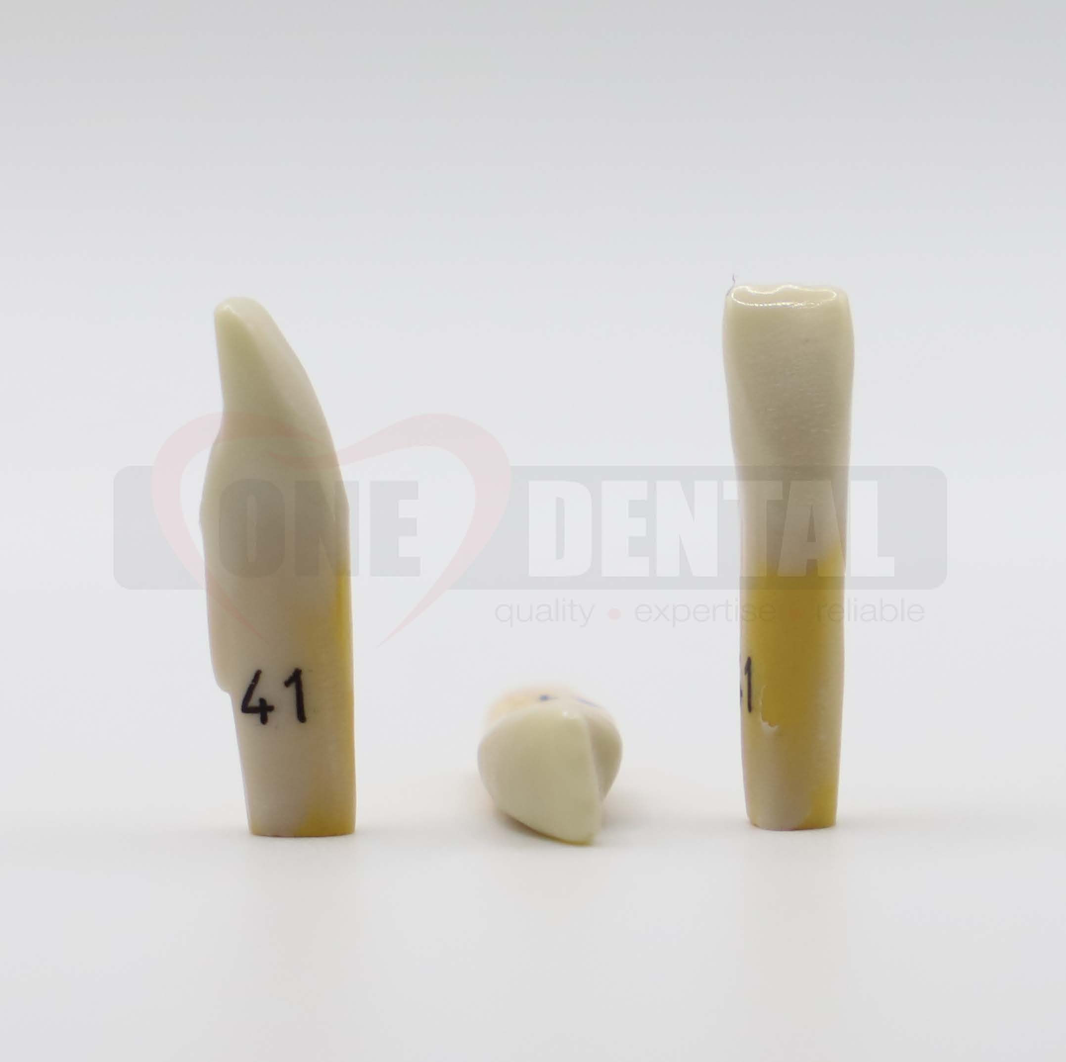 Tooth 41 Dentine Enamel for 2010 Adult Model *Imperfections*