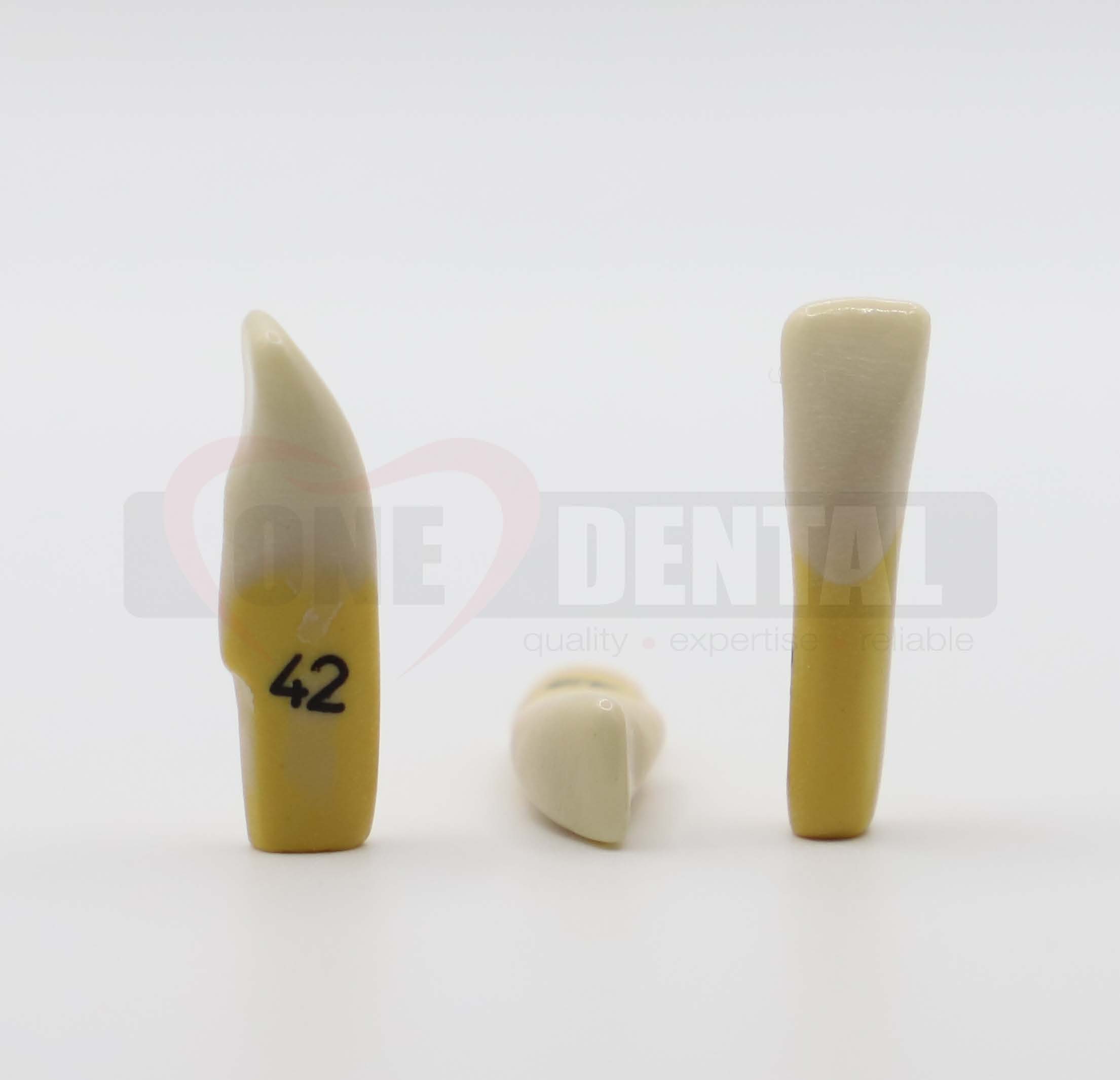 Tooth 42 Dentine Enamel for 2010 Adult Model *Imperfections*