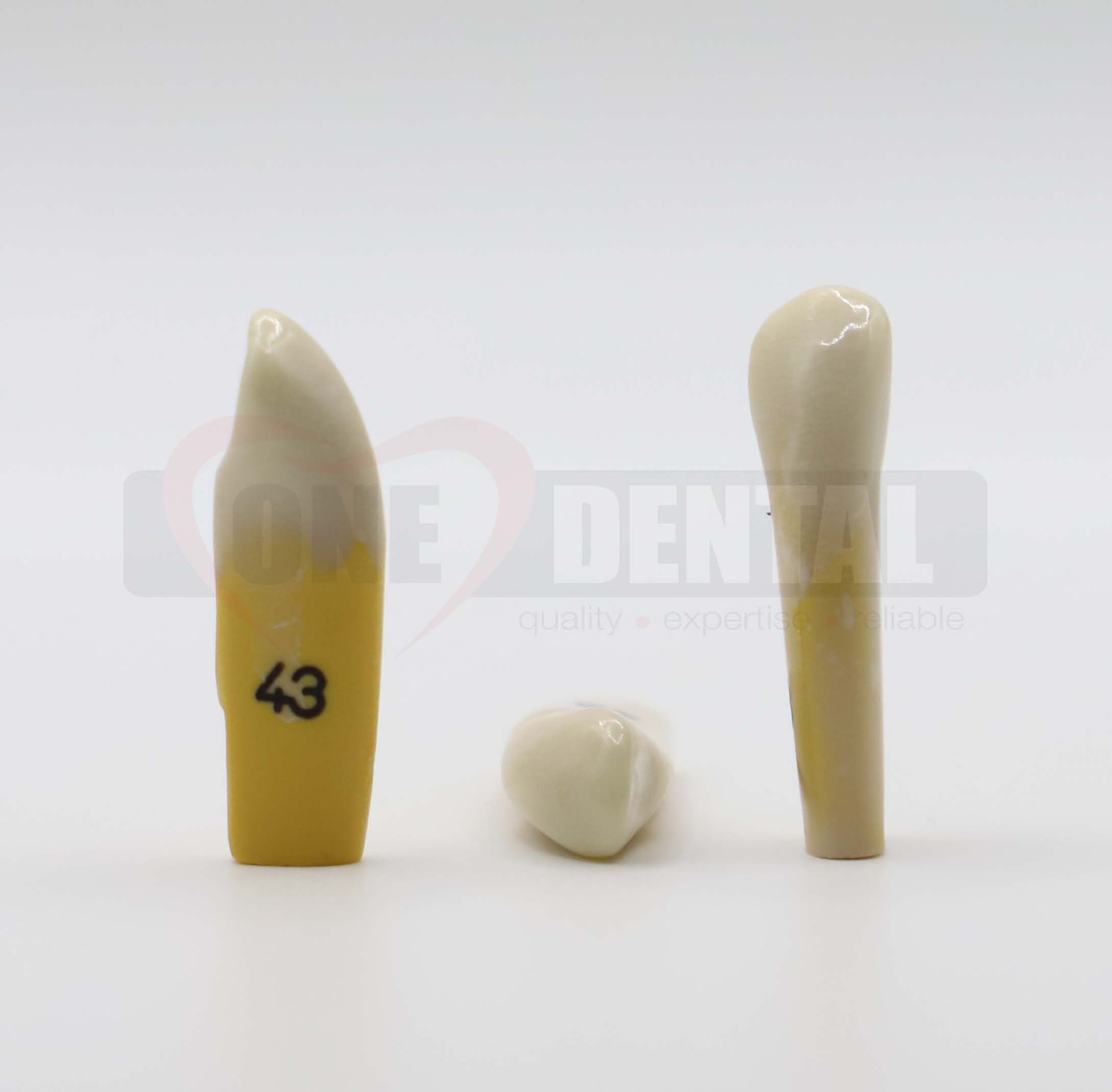 Tooth 43 Dentine Enamel for 2010 Adult Model *Imperfections*