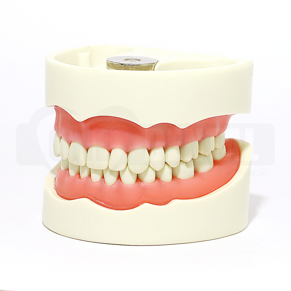 2010 Model MQD 32 Teeth Soft Gingivae