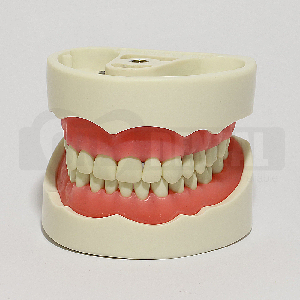 2010 Model 32 Teeth Soft Gingivae Bushing Thread