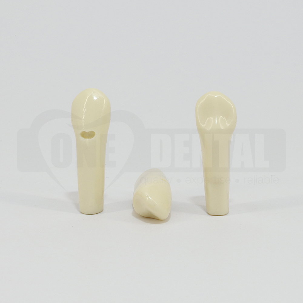 Prep Tooth 23 Cervical for 2010 Adult Model
