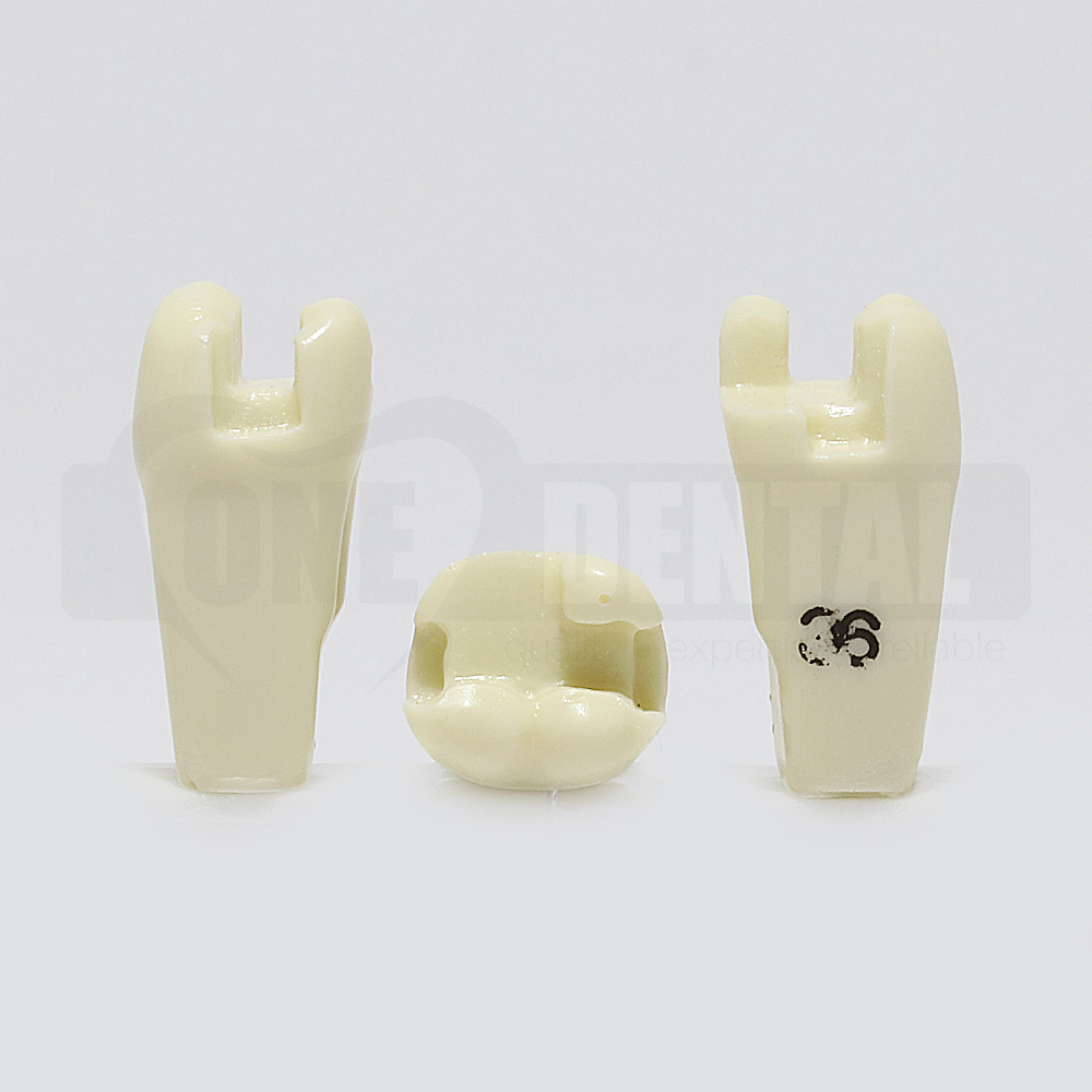 Prep Tooth 36MODL RB for 2010 Adult Model