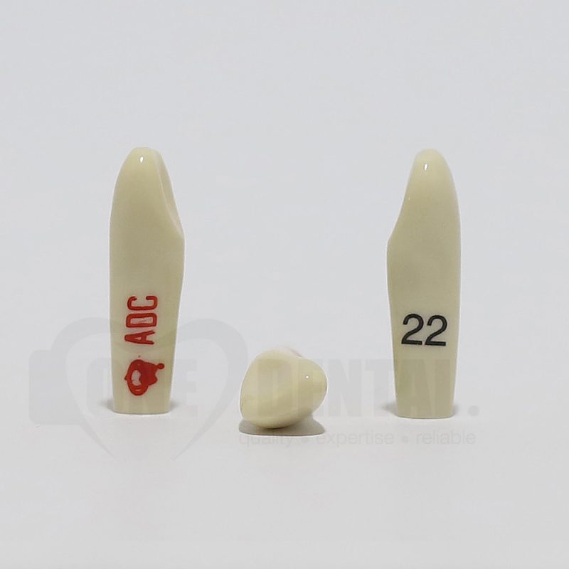 ADC Tooth 22 for ADC Model - One Dental