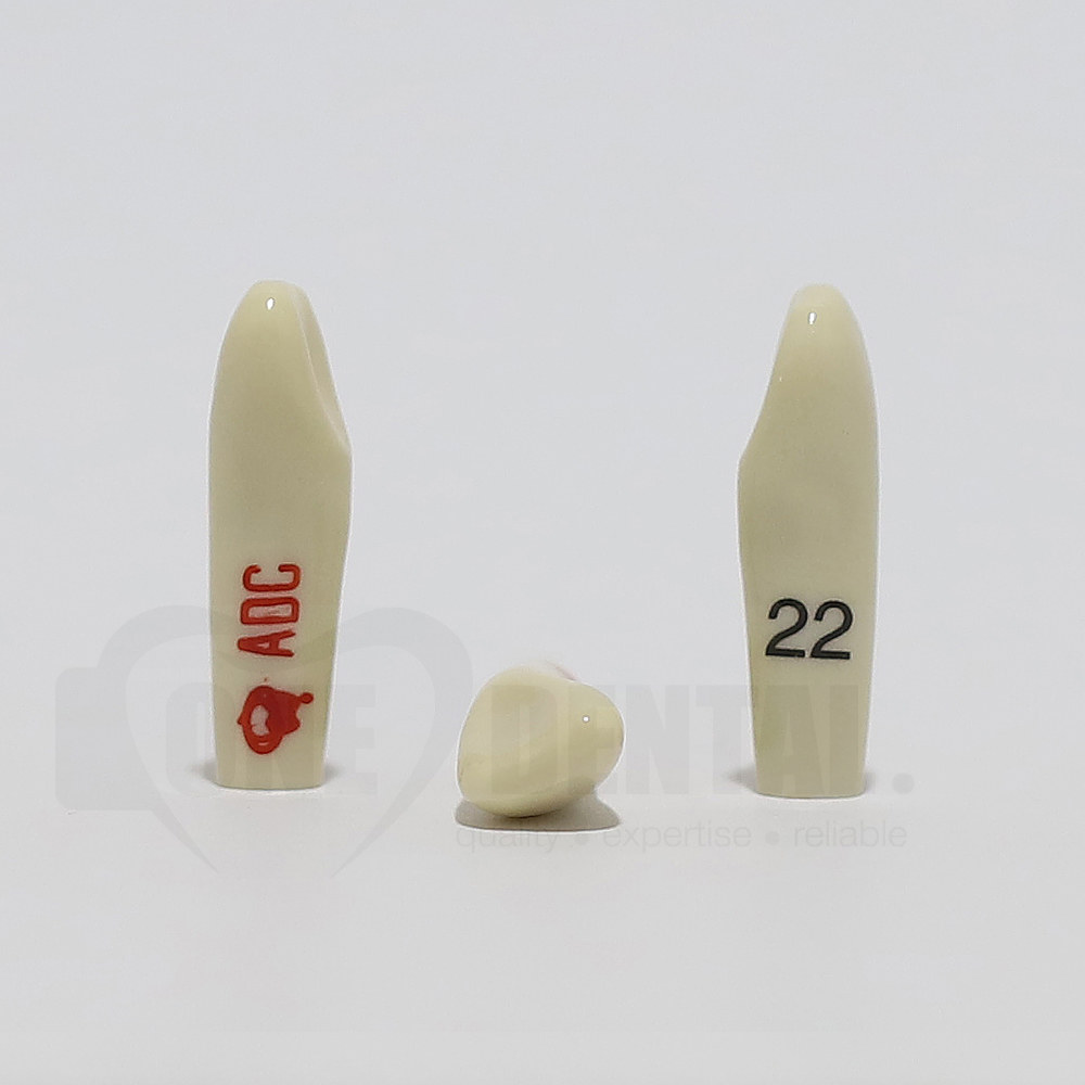 ADC Tooth 22 for ADC Model