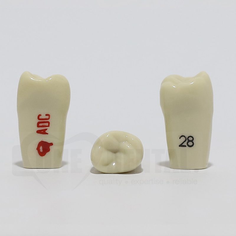 ADC Tooth 28 for ADC Model - One Dental