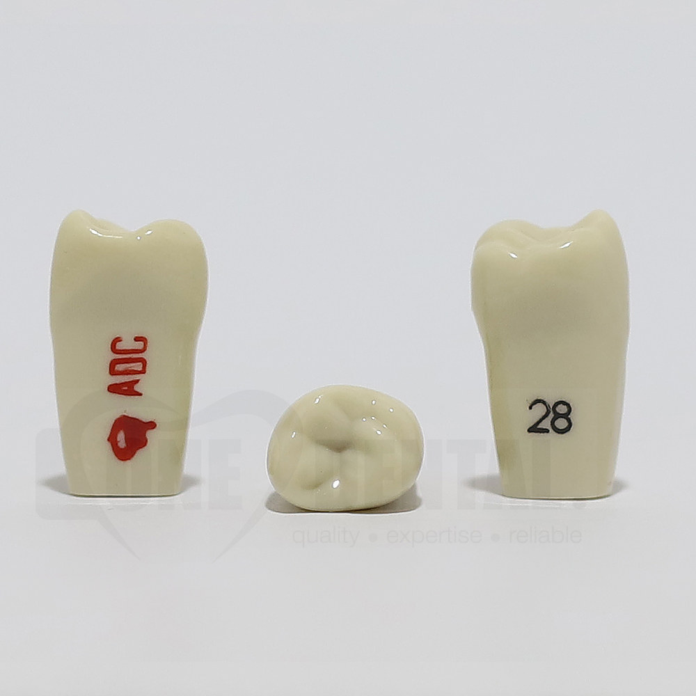ADC Tooth 28 for ADC Model
