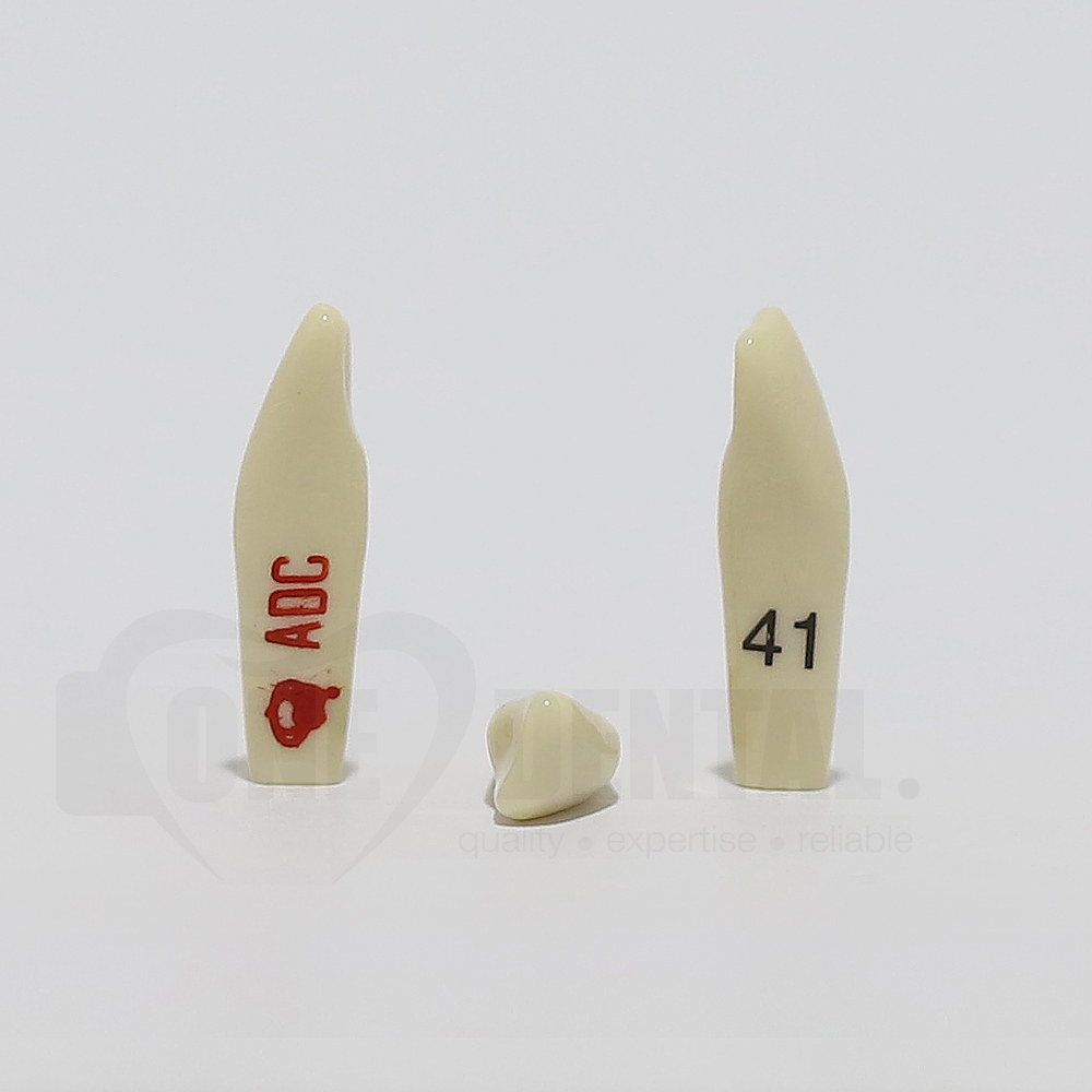 ADC Tooth 41 for ADC Model