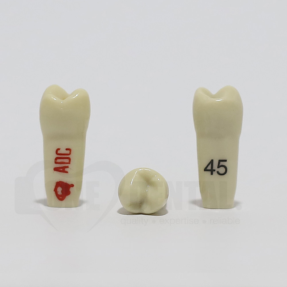 ADC Tooth 45 for ADC Model