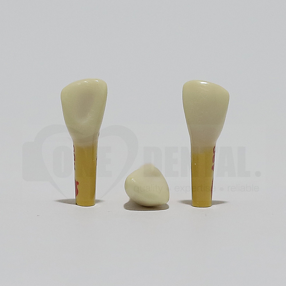 ADC Dentine Enamel 12 for ADC Model