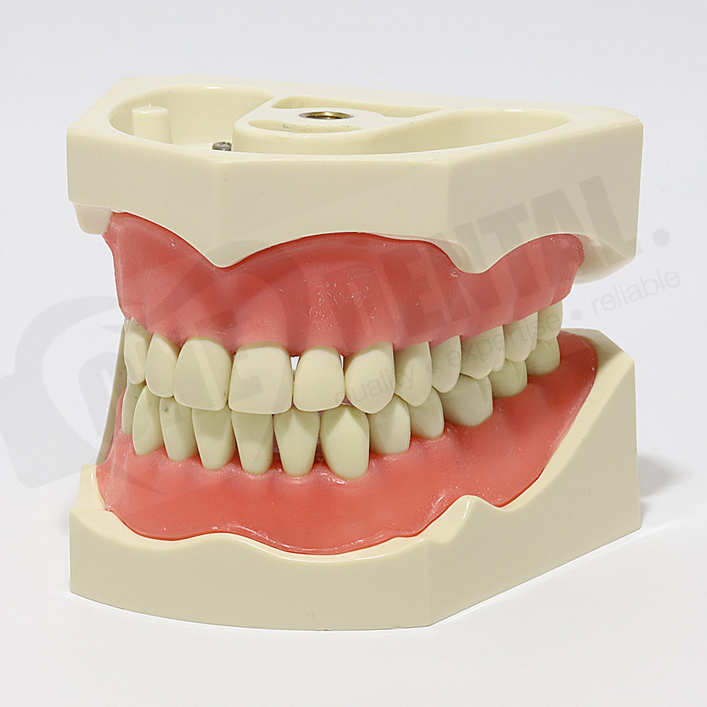 ADC Model 32 Teeth Soft Gingivae and Bushing/Thread attachment
