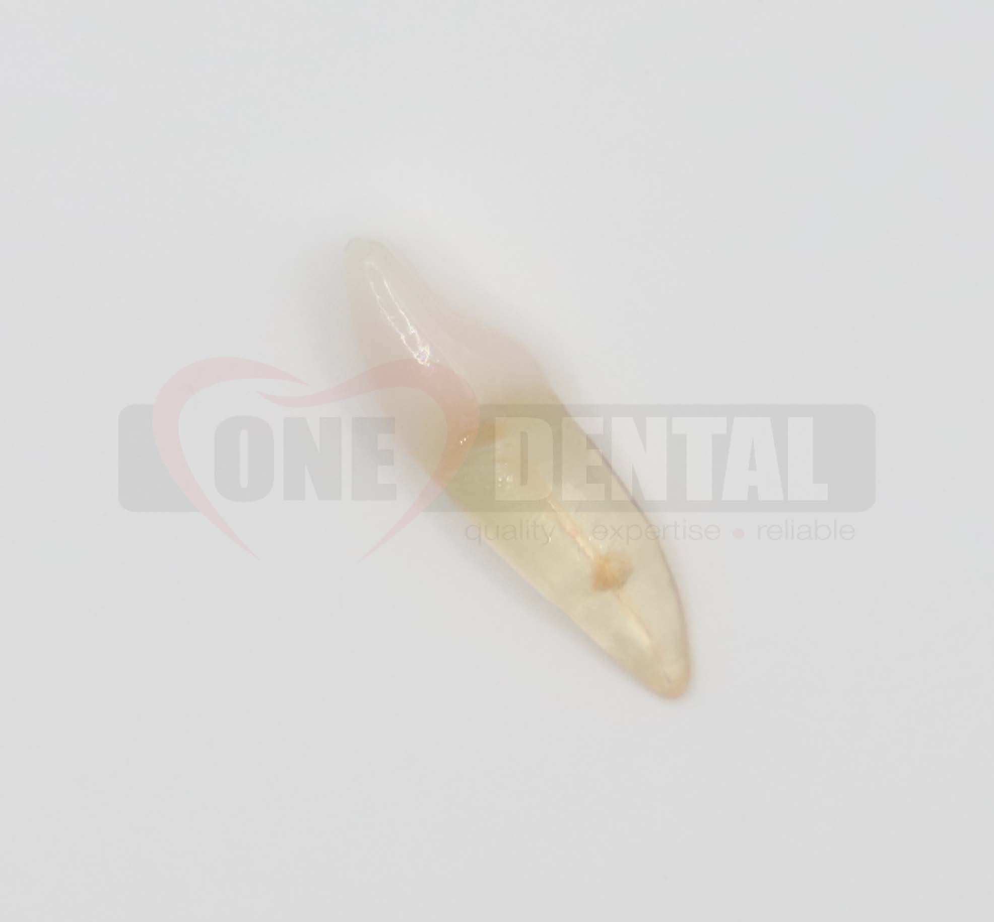 Natural Root X2 Endo Tooth 41 (Radiopaque)