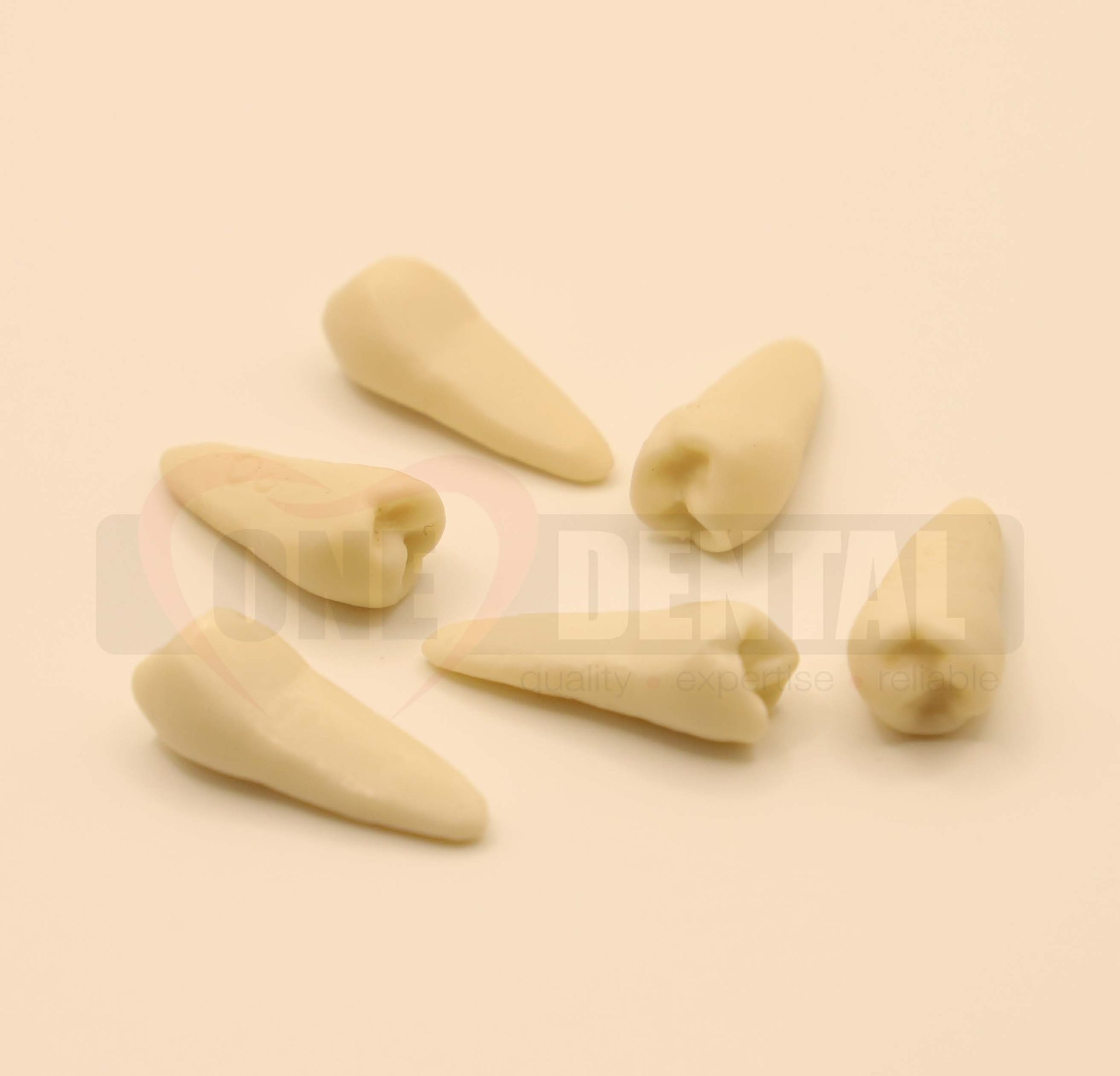 Natural Rooted Tooth 35 for Extraction Model
