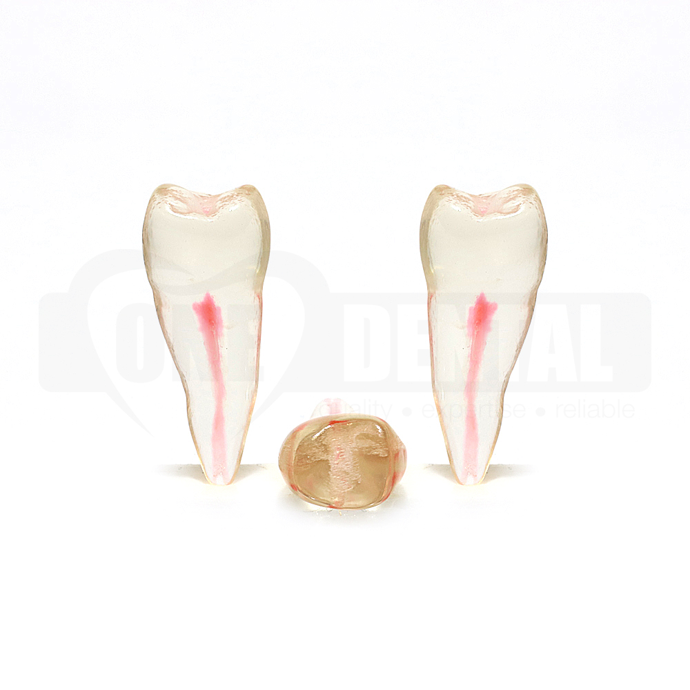 Natural Root Endo Tooth 45 Transparent #1