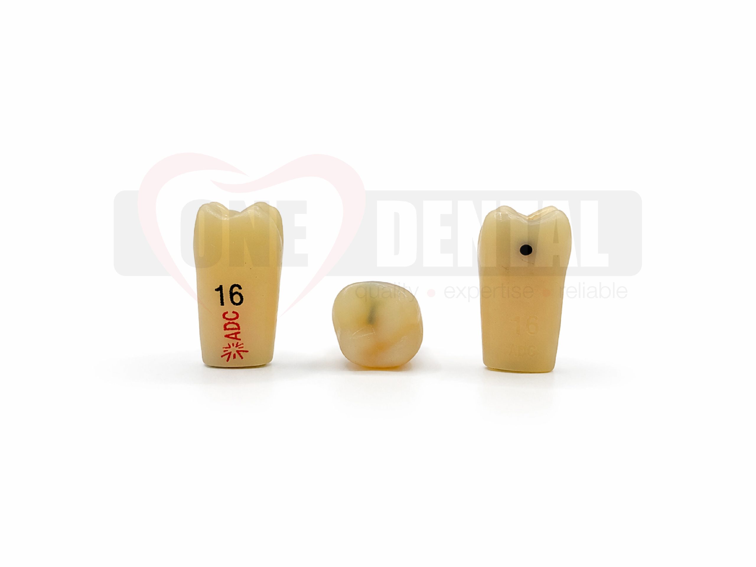 Three beige dental crown replicas standing upright on a white surface, with visible numbering on the left tooth and a watermark in the background.