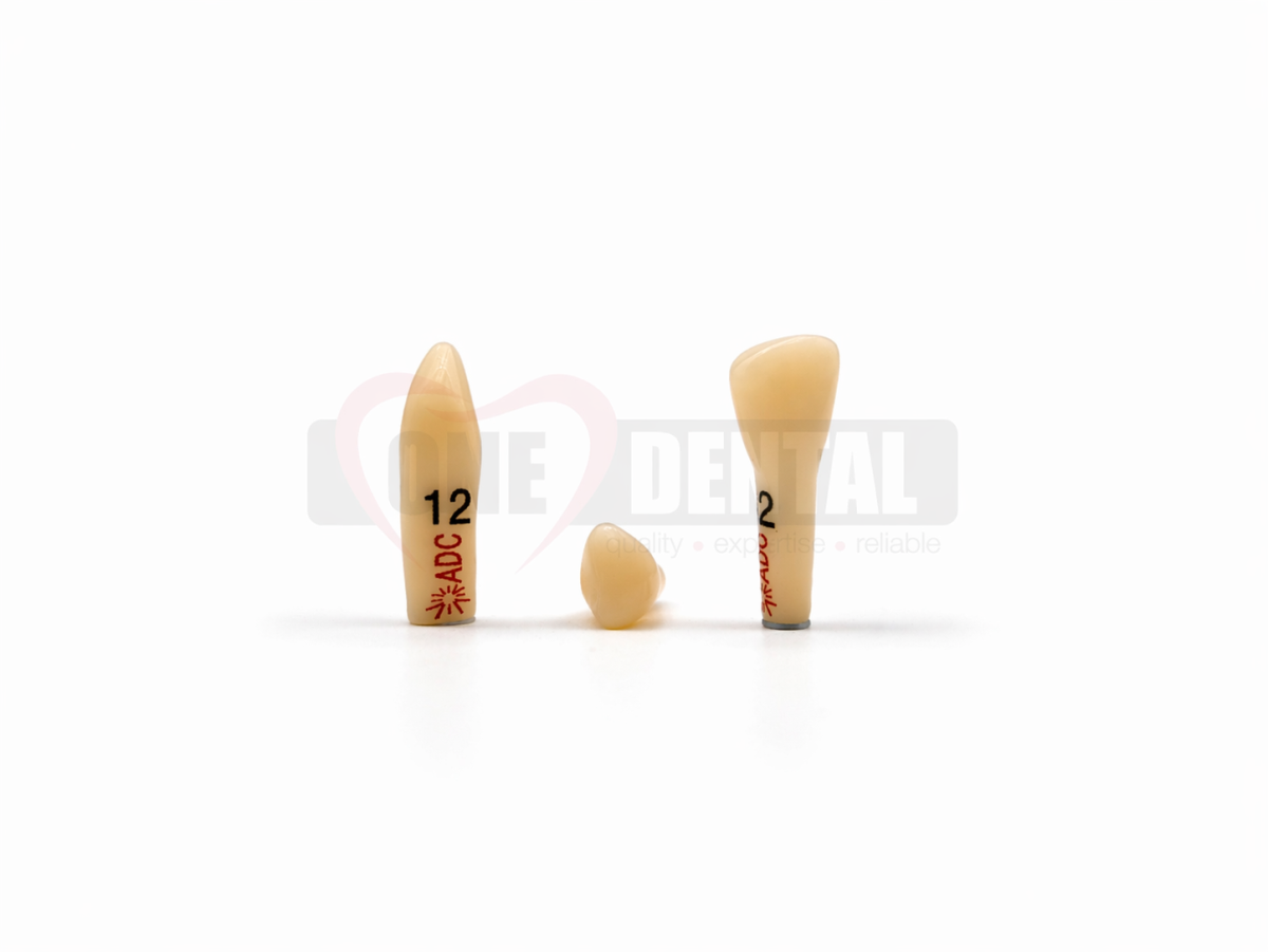 ADC PLATINUM Tooth 12 for ADC Model PRE ORDER - One Dental