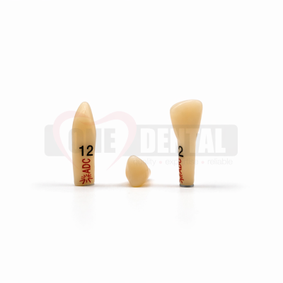 Three beige dental tooth models on a white surface: a left crowned tooth labeled 12, a small central piece, and a right taller tooth labeled 2.