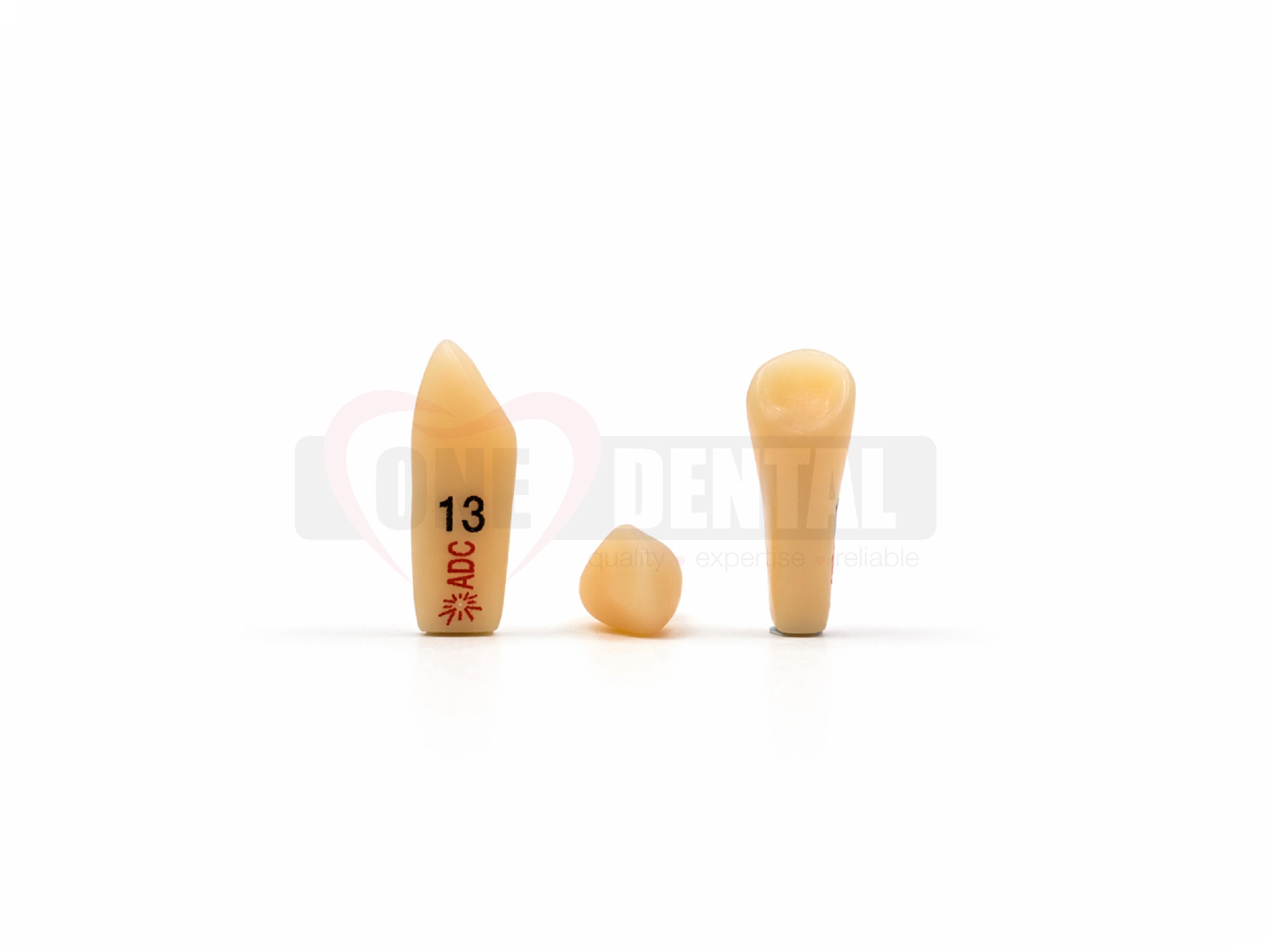 WPADC13.jpg Three beige dental tooth models standing upright on a white surface; the leftmost tooth is numbered '13' with a red symbol below it.