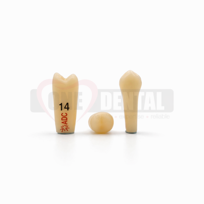 Three artificial dental teeth on a white surface: a tall crown labeled with the number 14, a small rounded tooth model, and a separate root/crown model to the right.