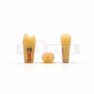 Two beige dental tooth models upright on a white surface, labeled 15 and 5.