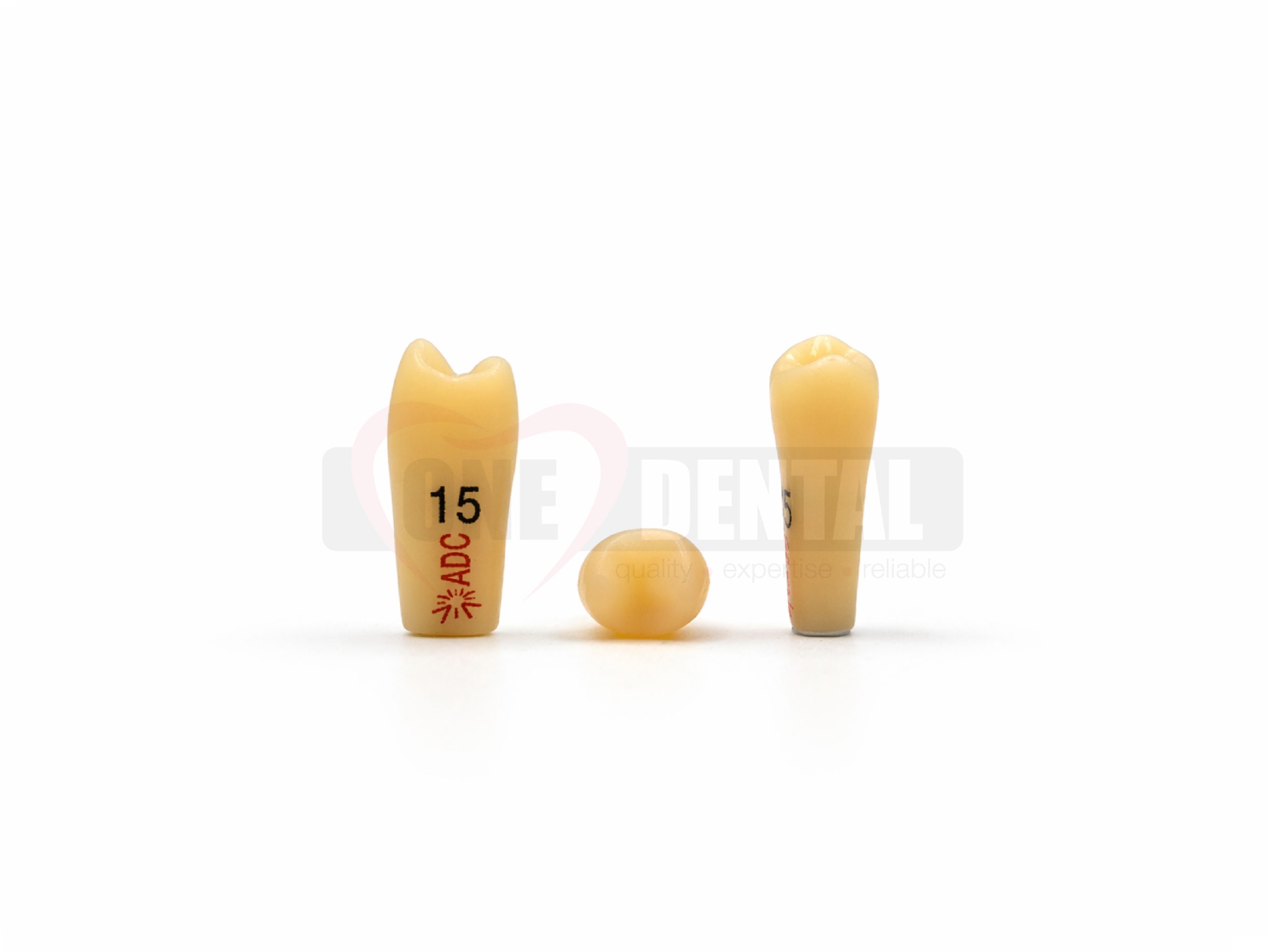 Two beige dental tooth models upright on a white surface, labeled 15 and 5.