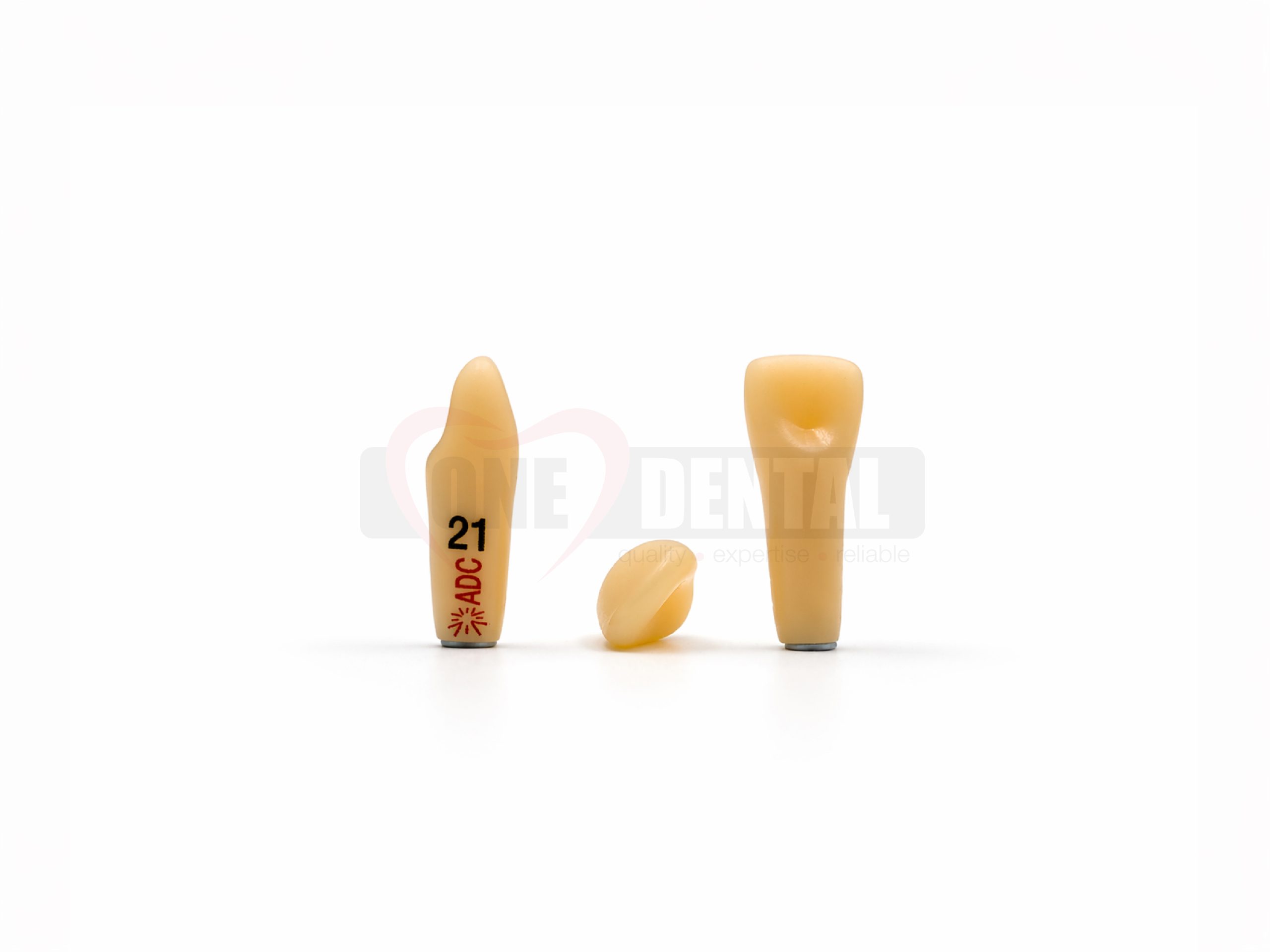 WPADC21.jpg Two dental implant models standing upright on a white background, labeled with numbers (21) and a separate crown piece nearby—used for demonstration/teaching purposes in dentistry.