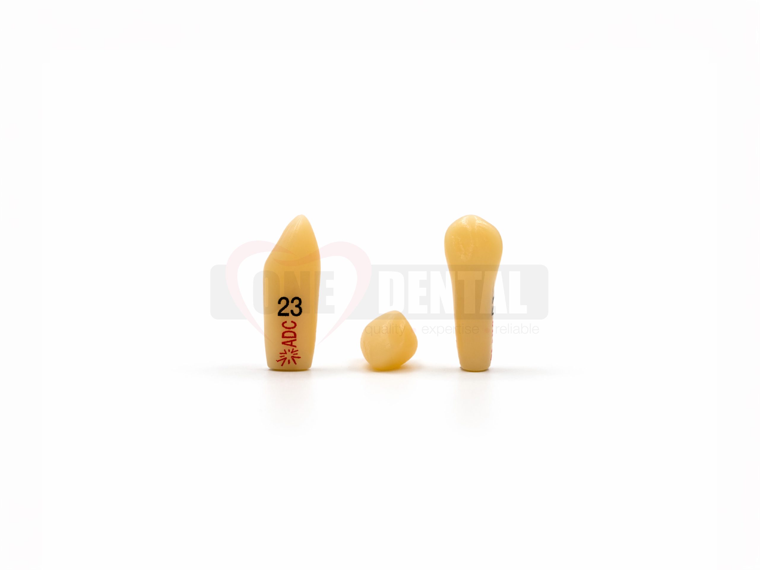 Three yellow dental tooth replicas standing upright on a white surface; left tooth is taller and labeled '23'. The other two are smaller with rounded shapes.