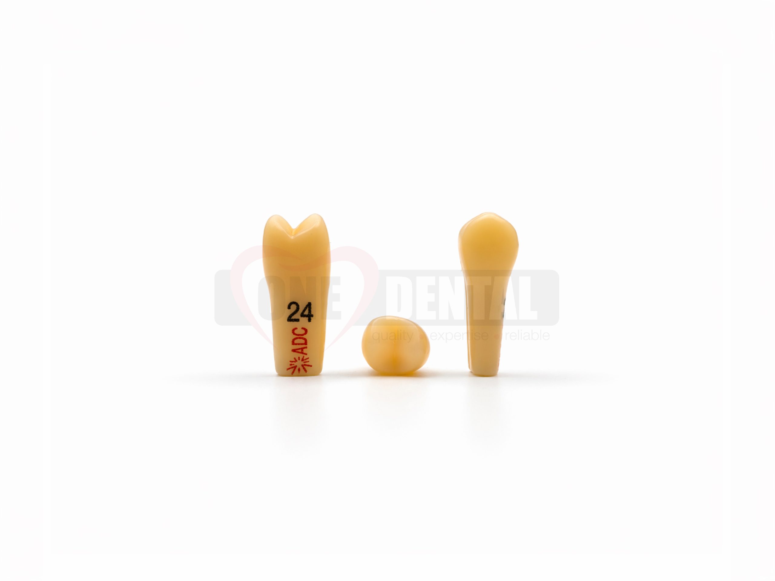 Three dental tooth models arranged on a white surface, with a labeled left tooth showing '24' and two smaller unmarked teeth nearby