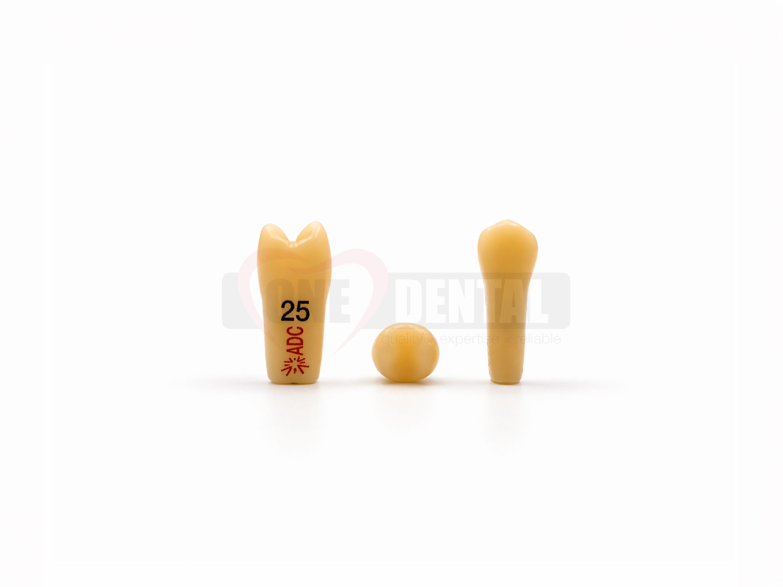 Dental tooth-shaped model labeled '25' beside a smaller tooth figure on a white background.