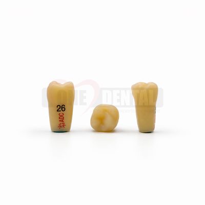 Dental tooth models in a row on a white surface, with the leftmost tooth labeled 26 and a watermark reading 'DENTAL' in the background.