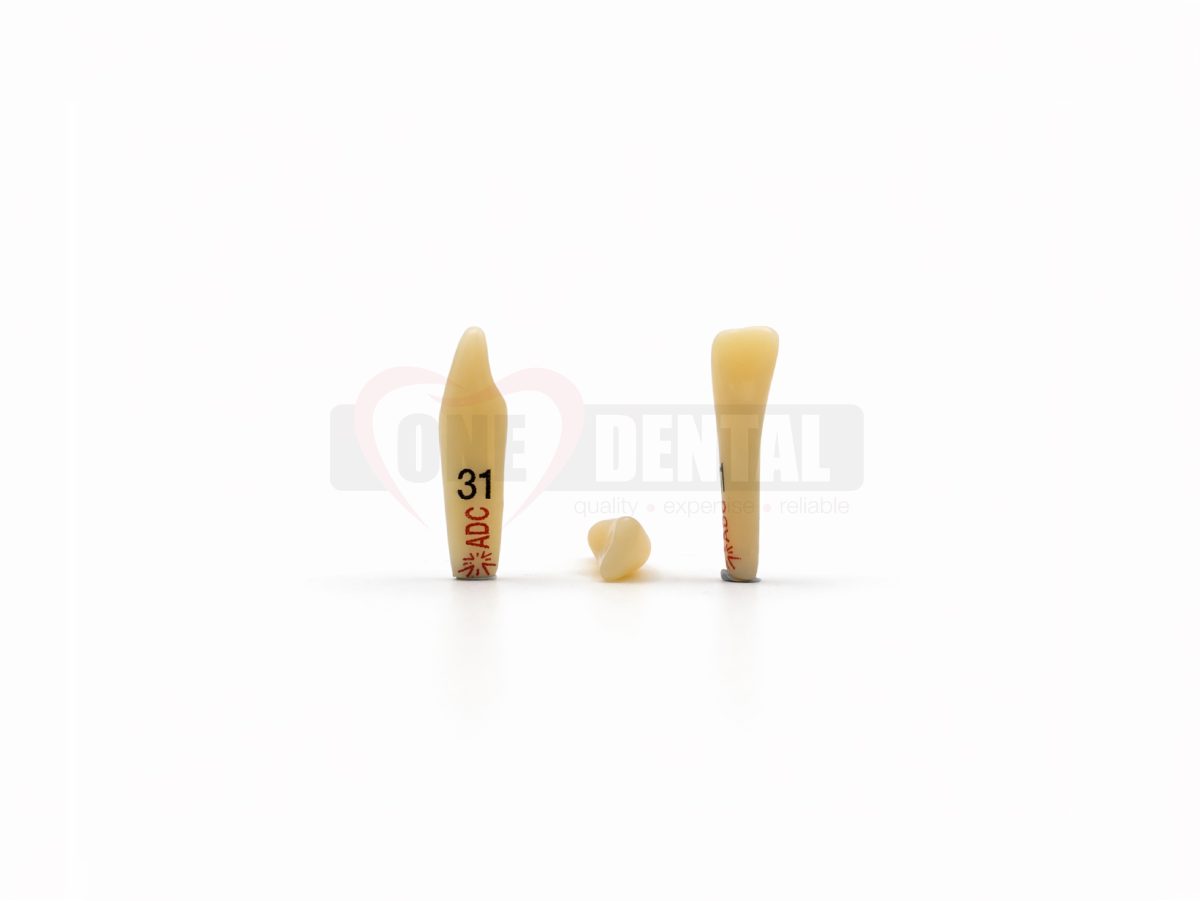 ADC PLATINUM Tooth 31 for ADC Model PRE ORDER - One Dental