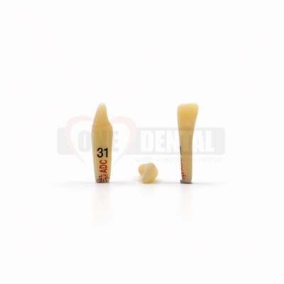 Two beige dental teeth models labeled 31 and 14 stand upright on a white surface.