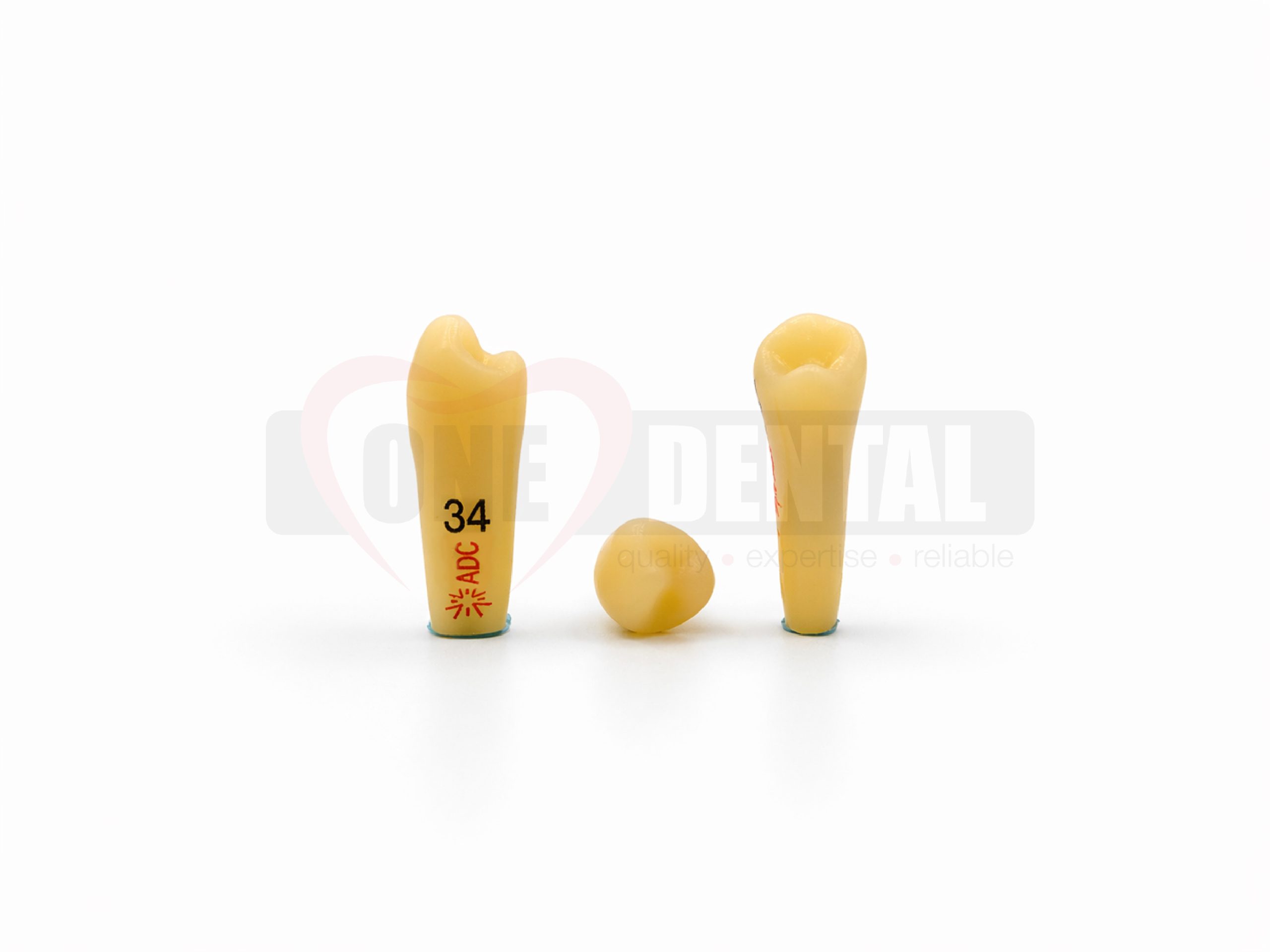 WPADC34.jpg Two yellow tooth-shaped dental models standing upright on a white surface, left one marked with the number 34.