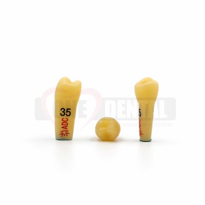 Three yellow dental model teeth standing upright on a white surface, with numbers 35 and 36 visible on the two larger teeth.