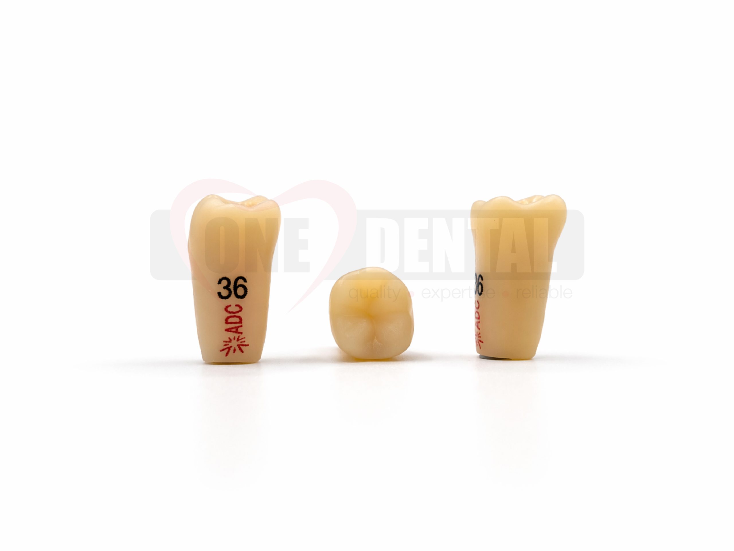 WPADC36.jpg Three beige dental tooth models arranged in a row on a white background, used for dental education or demonstrations.